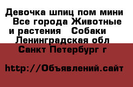 Девочка шпиц пом мини - Все города Животные и растения » Собаки   . Ленинградская обл.,Санкт-Петербург г.